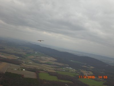 Messin' with Mr. Redtail.