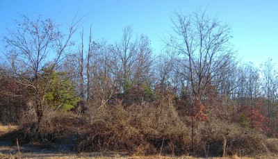 The "Beast" closest to the garden