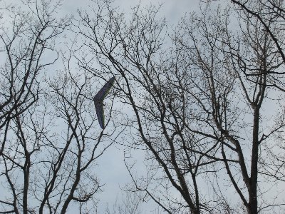 Oh no, he's in the trees! :-D