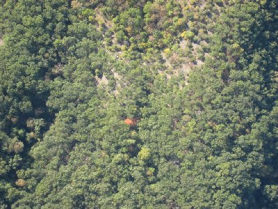 An early-turning maple nestled in the canopy below