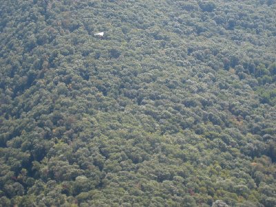 Over a sea of trees? Or just an artifact of perspective and zoom?