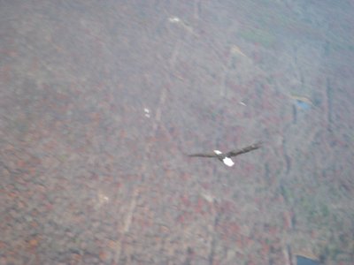 Now to the fun stuff: Bald Eagle Pic #1